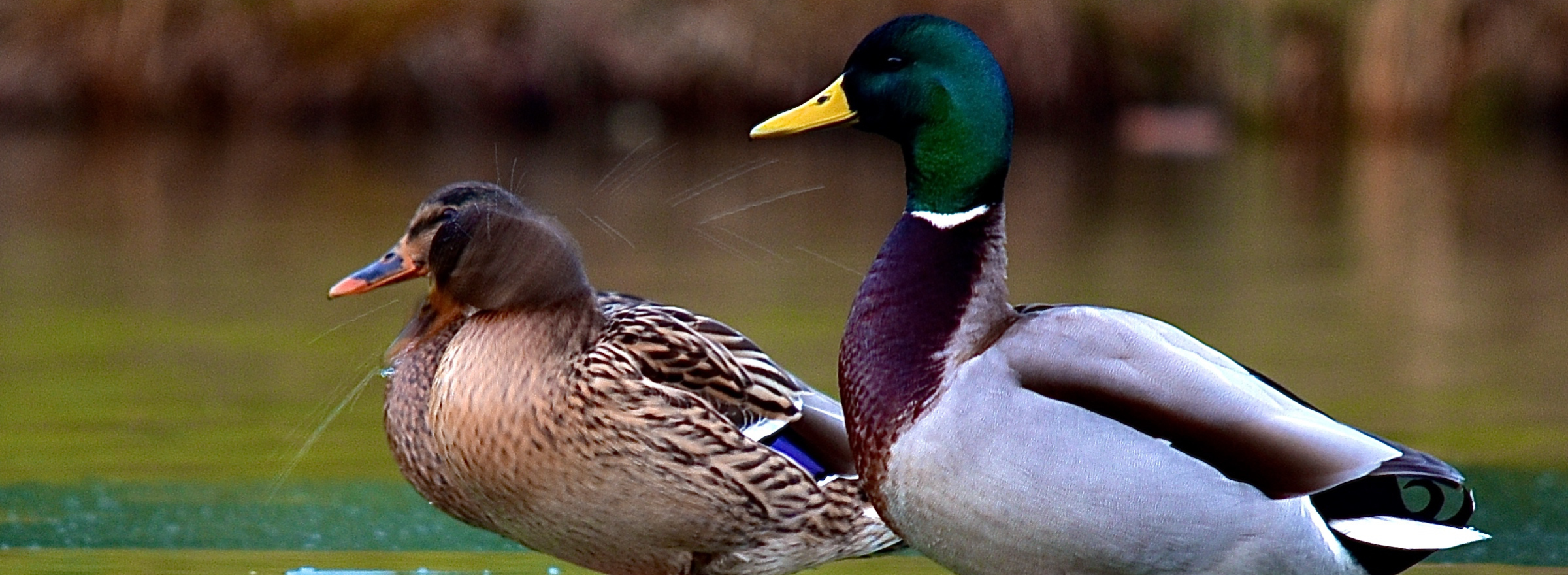 Wildente